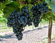 images/categorieimages/Moristel grape.jpg